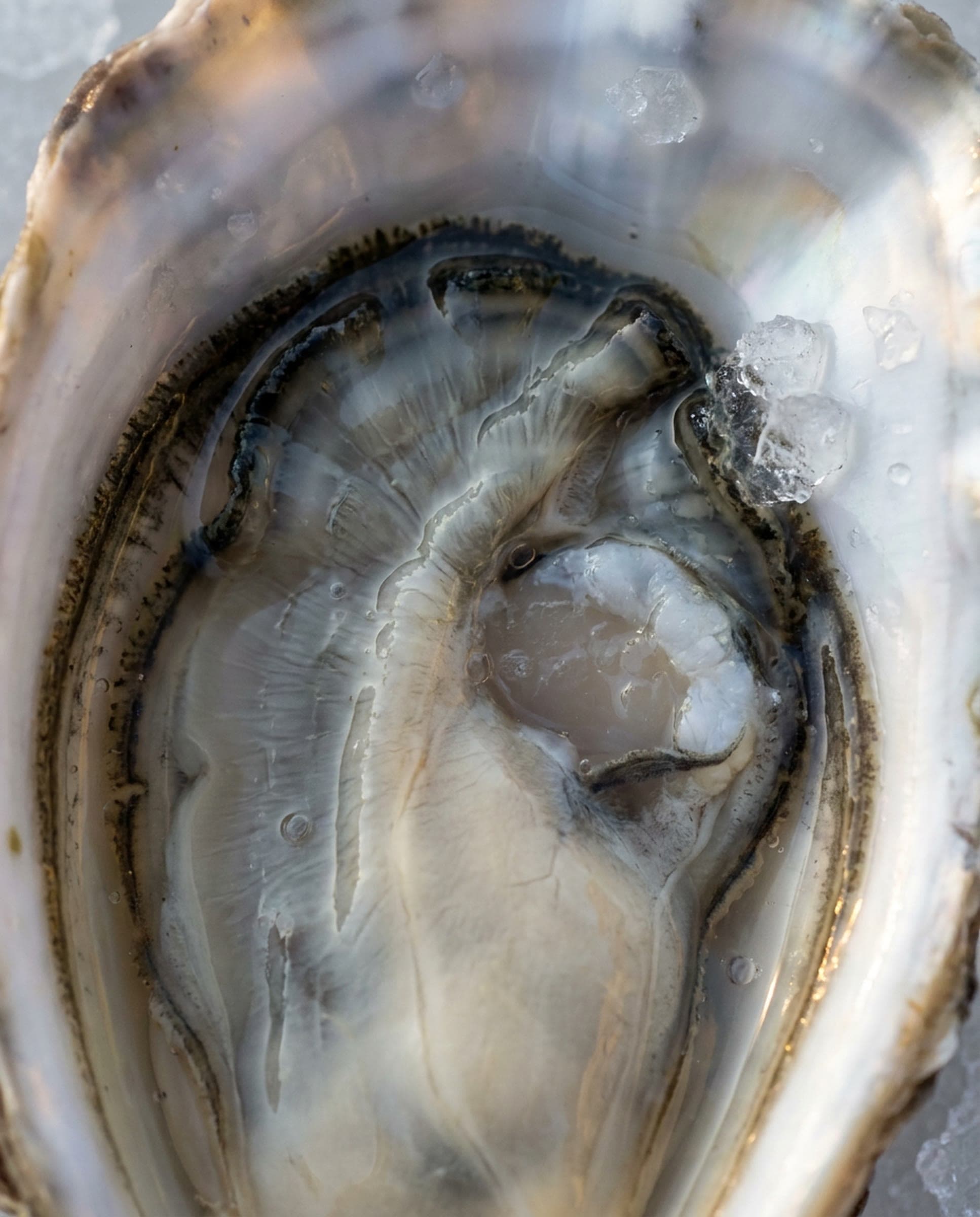 Extreme close view of a freshly shucked raw oyster in its pearly shell, the glossy flesh and dark frilled edge resting in clear brine with a few chips of crushed ice.