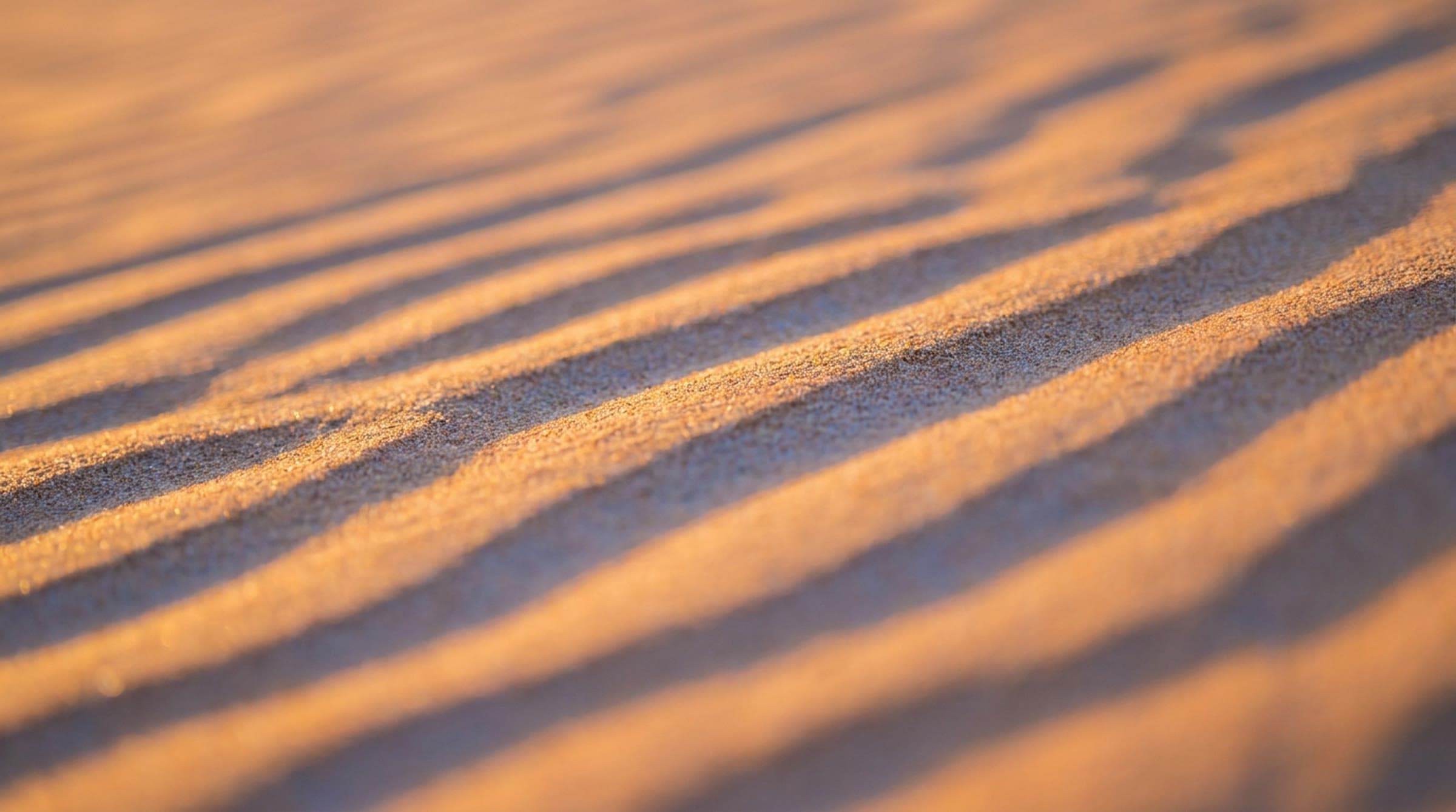 Close, low view of wind ripples in fine desert sand, glowing gold on the crests with blue shadows in the troughs at sunset.
